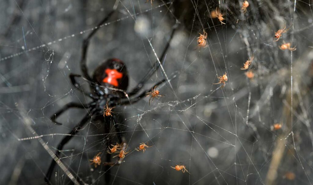 El Canibalismo De La Viuda Negra Clave Para Su Sobrevivencia Unam