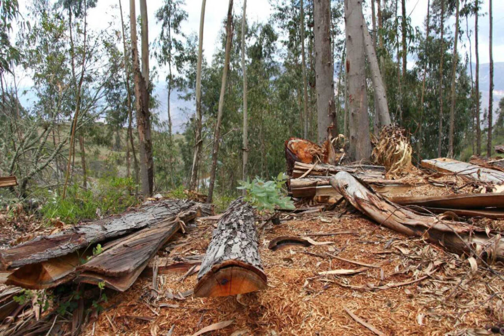 Bosques Y Selvas Frenan El Cambio Clim Tico Unam Global