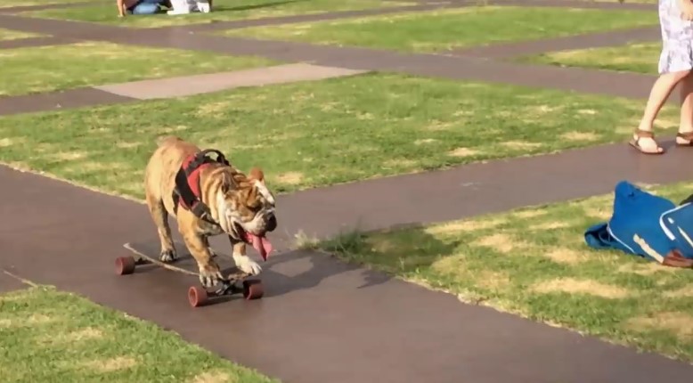 Logan-perro-patinador-de-la-UNAM-UNAMGlobal