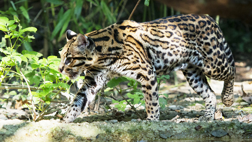 Por el muro fronterizo, en peligro de extinción jaguares, castores, ocelotes, borregos…