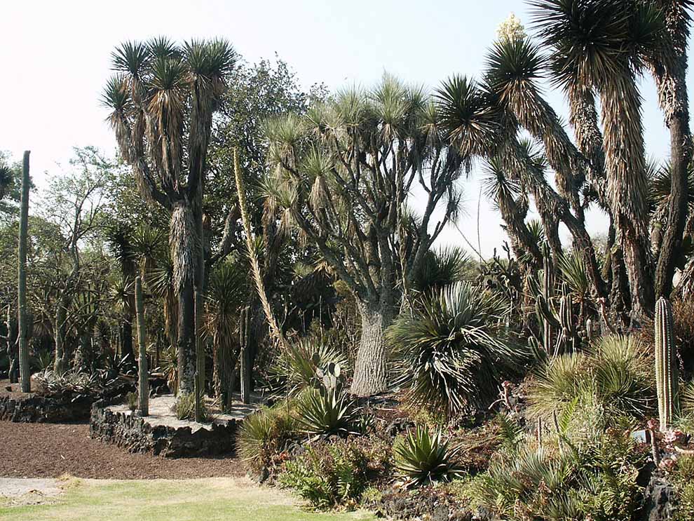 El Jardín Botánico de la UNAM, oasis en la ciudad para aves y sonidos de la vida silvestre