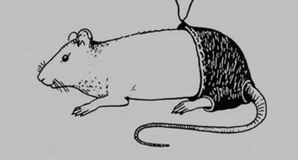 Los improbables Ig Nobel premian estudio sobre vida sexual de las ratas
