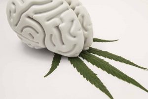 The figure of the human brain lies on a green leaf of hemp. The