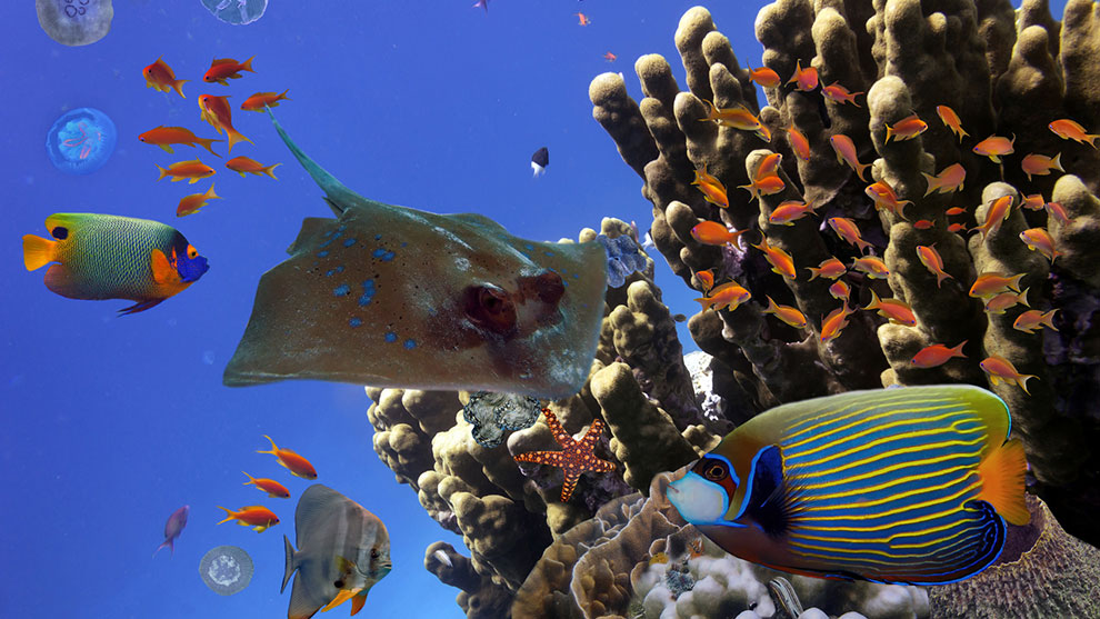 Arrecifes de coral del Pacífico oeste amenazados por cambio climático