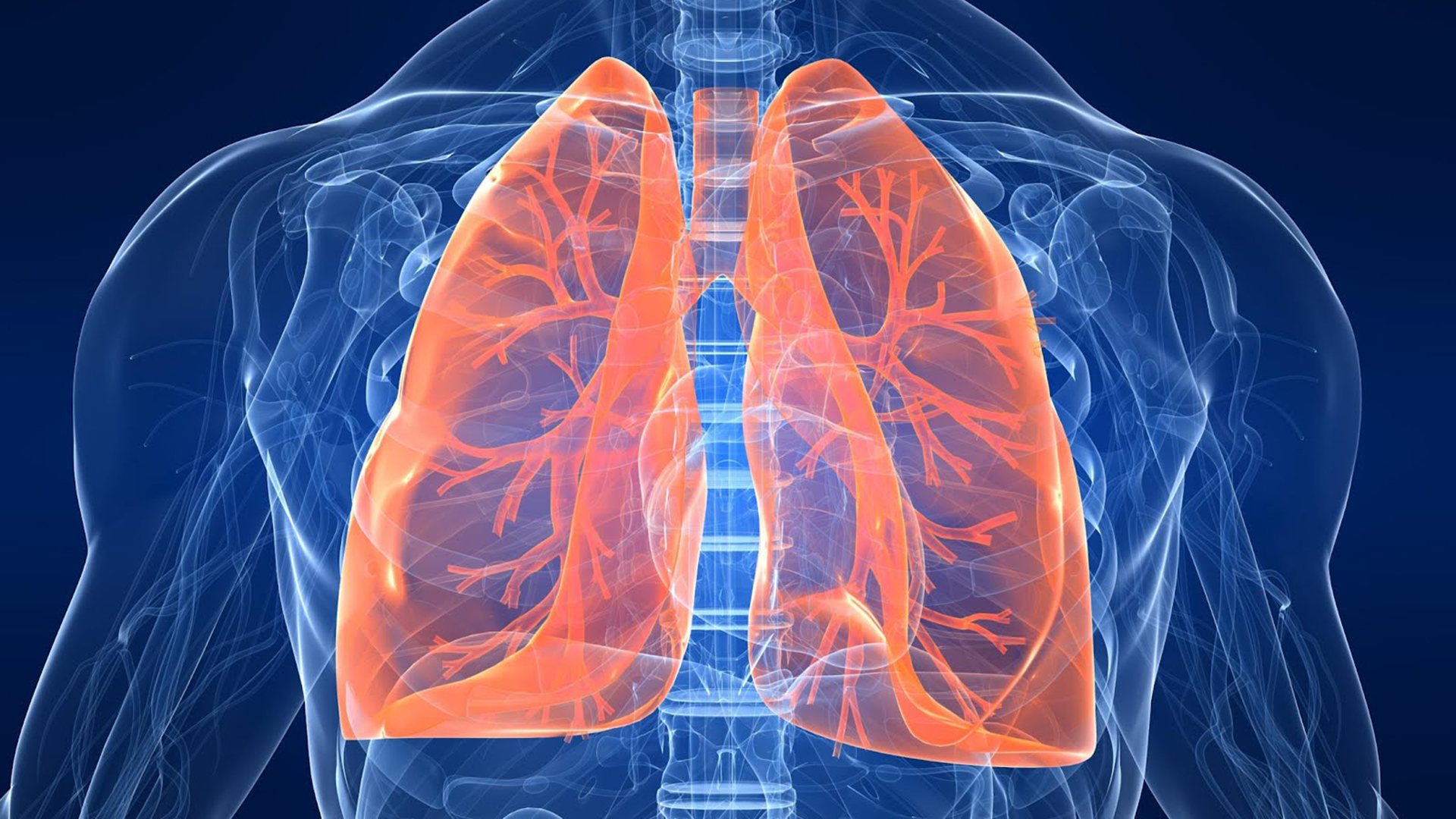 ¿Cómo se ven los pulmones cuando respiramos?