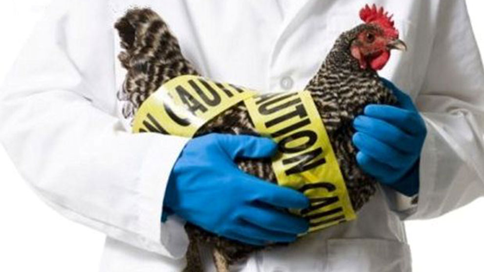 Urgen “acciones” para evitar pandemia de gripe aviar : OMS