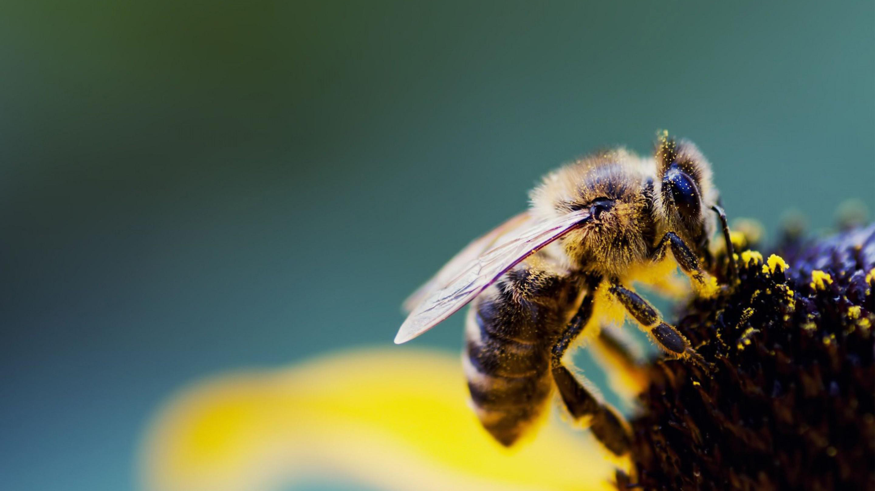 Bees have more brains than we bargained for