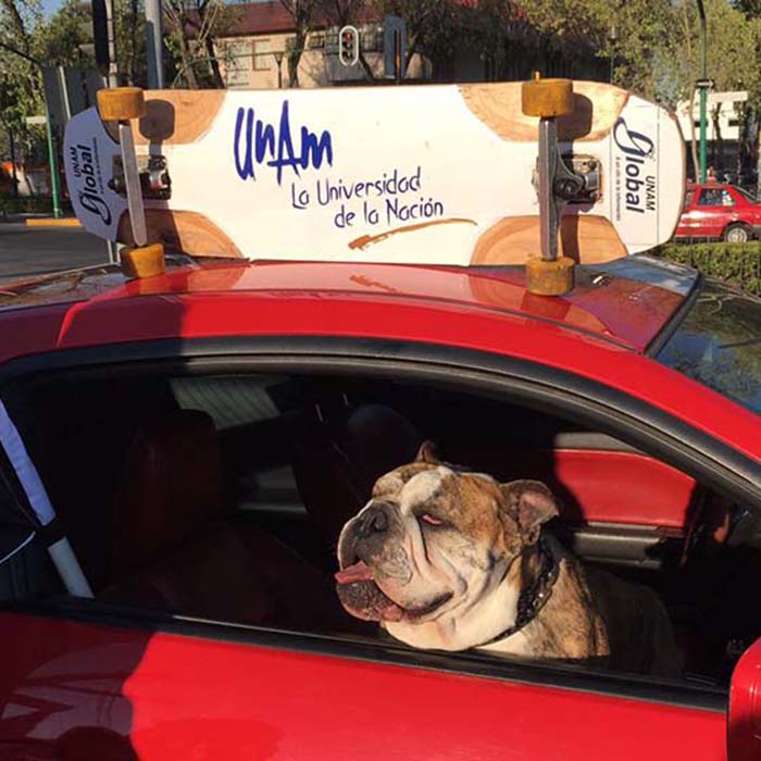 Logan, el perro patinador de la UNAM y el nuevo récord Guinness