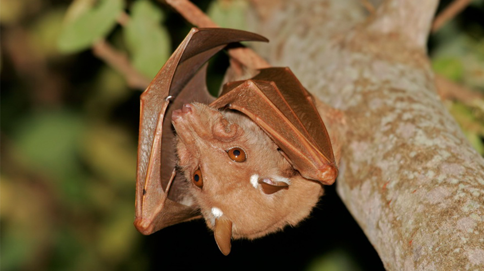 Ocultos entre pelos y membranas: los parásitos de murciélagos