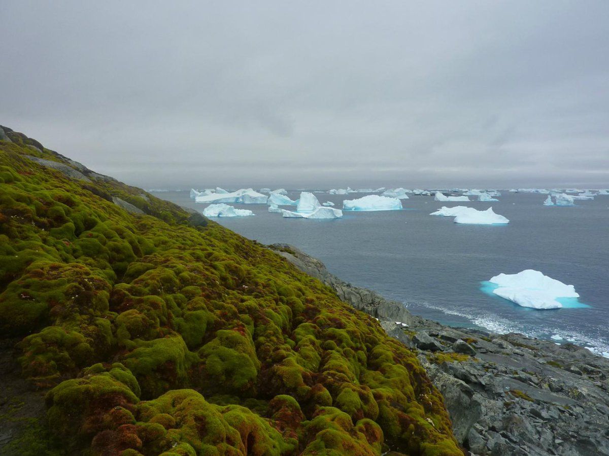 Por cambio climático, la Antártida se reverdece