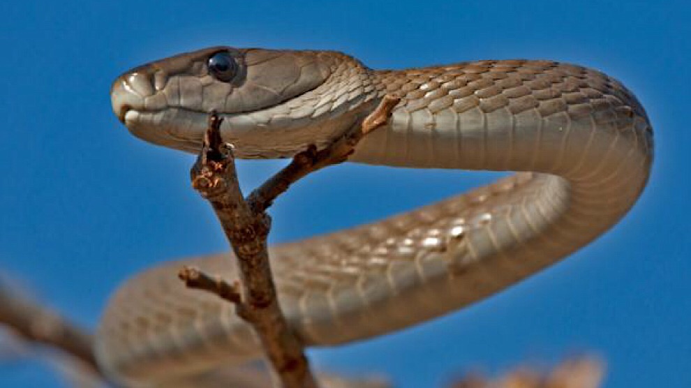 Africanos aplican antiveneno mexicano para combatir picadura de serpientes