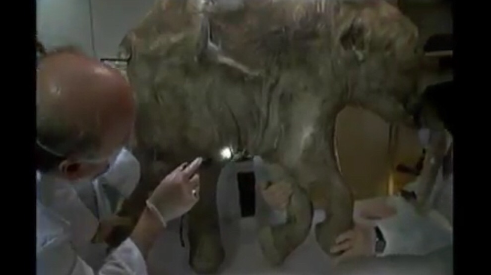 Lyuba, el bebé mamut mejor conservado
