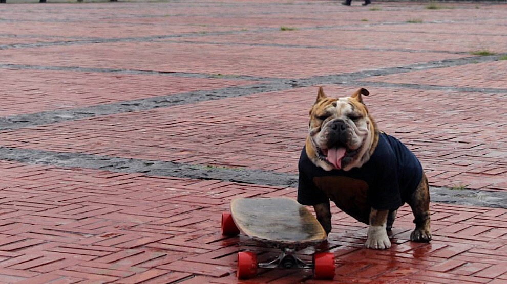 Logan invita al 3° Gordotón de Bulldog en Ciudad Universitaria