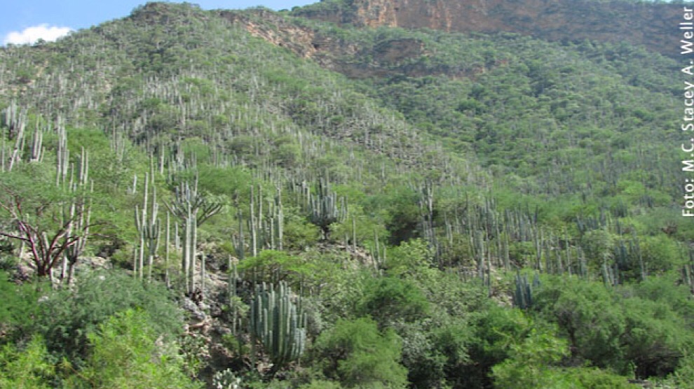 Huellas confirman presencia de dinosaurios en la actual Reserva de la Biosfera Tehuacán-Cuicatlán