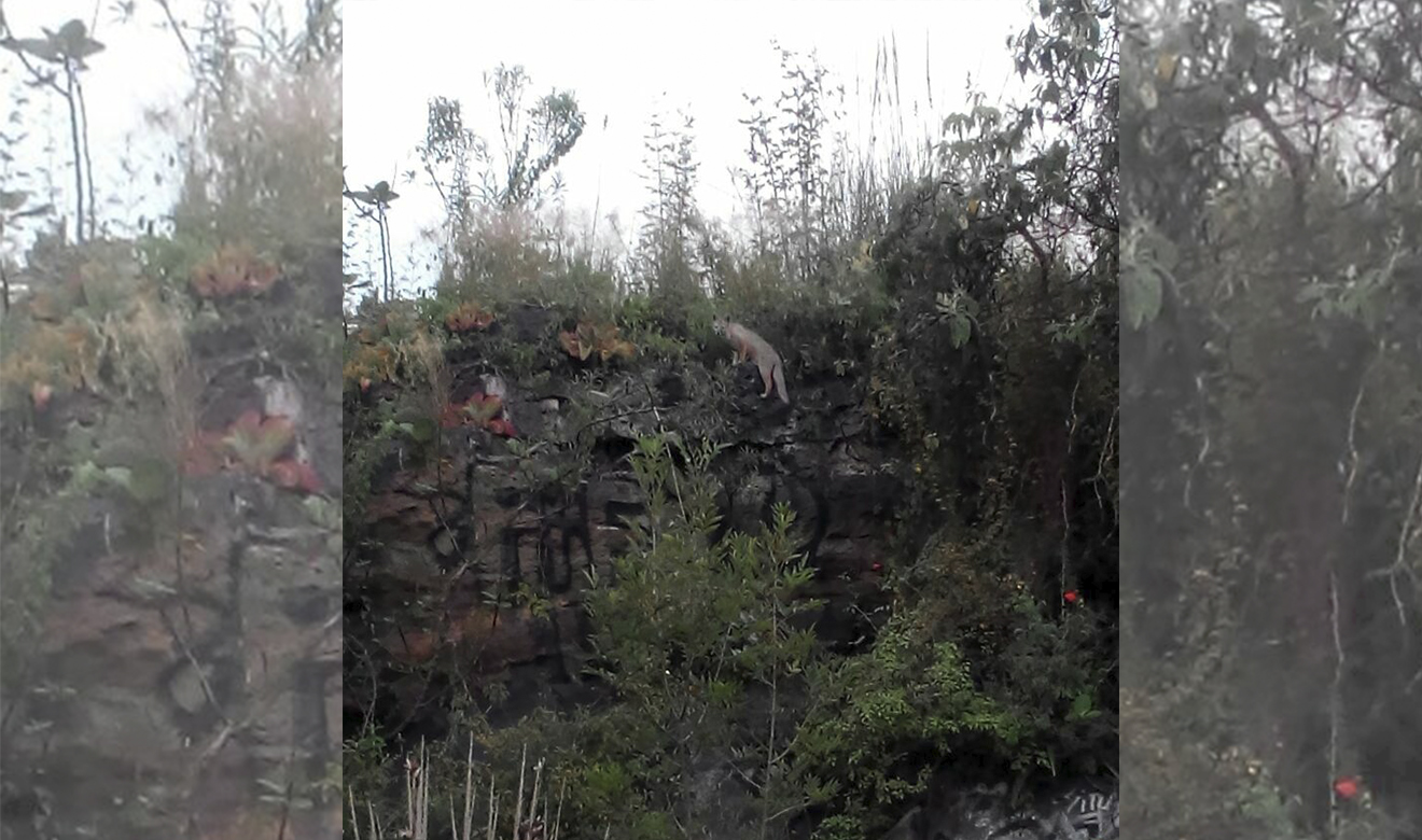 Encuentran zorra gris en Reserva Ecológica de la UNAM