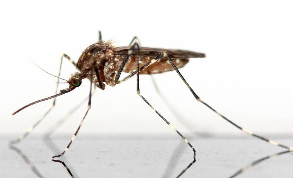 Stanford researchers seek citizen scientists to contribute to worldwide mosquito tracking