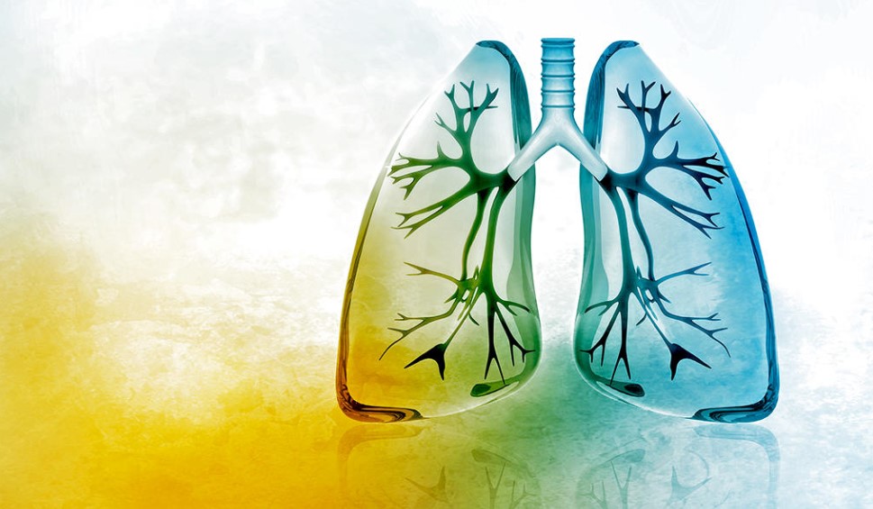 Tratamiento con hormona tiroidea cura la fibrosis pulmonar en modelo animal