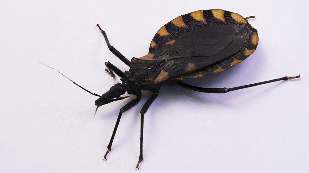 Retransmisión: 110 años del descubrimiento de la Enfermedad de Chagas