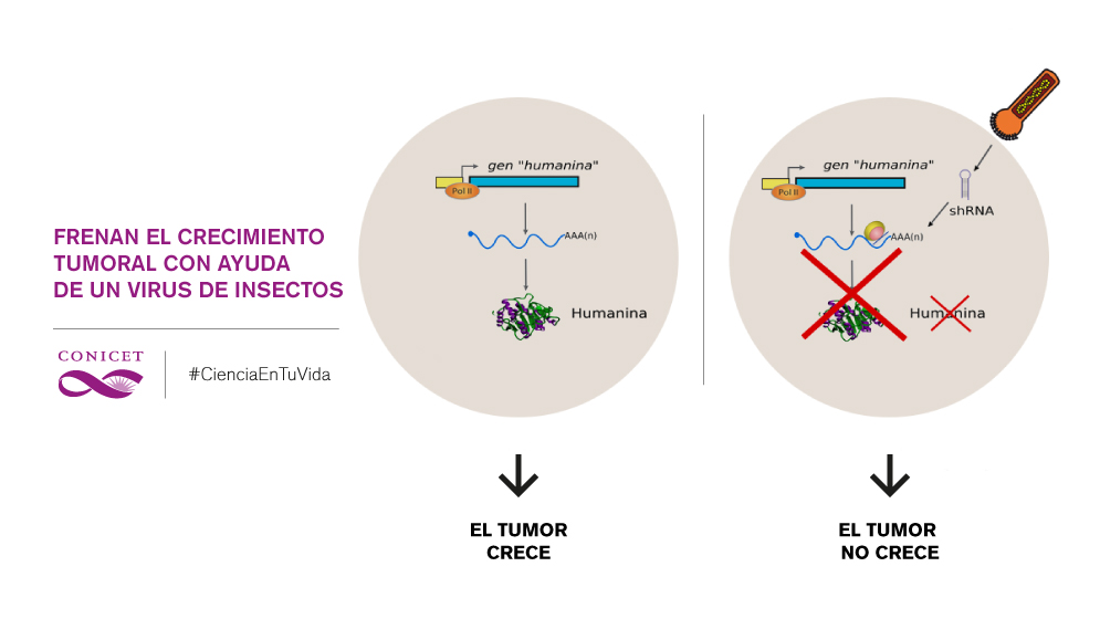 Frenan el crecimiento tumoral con ayuda de un virus de insectos