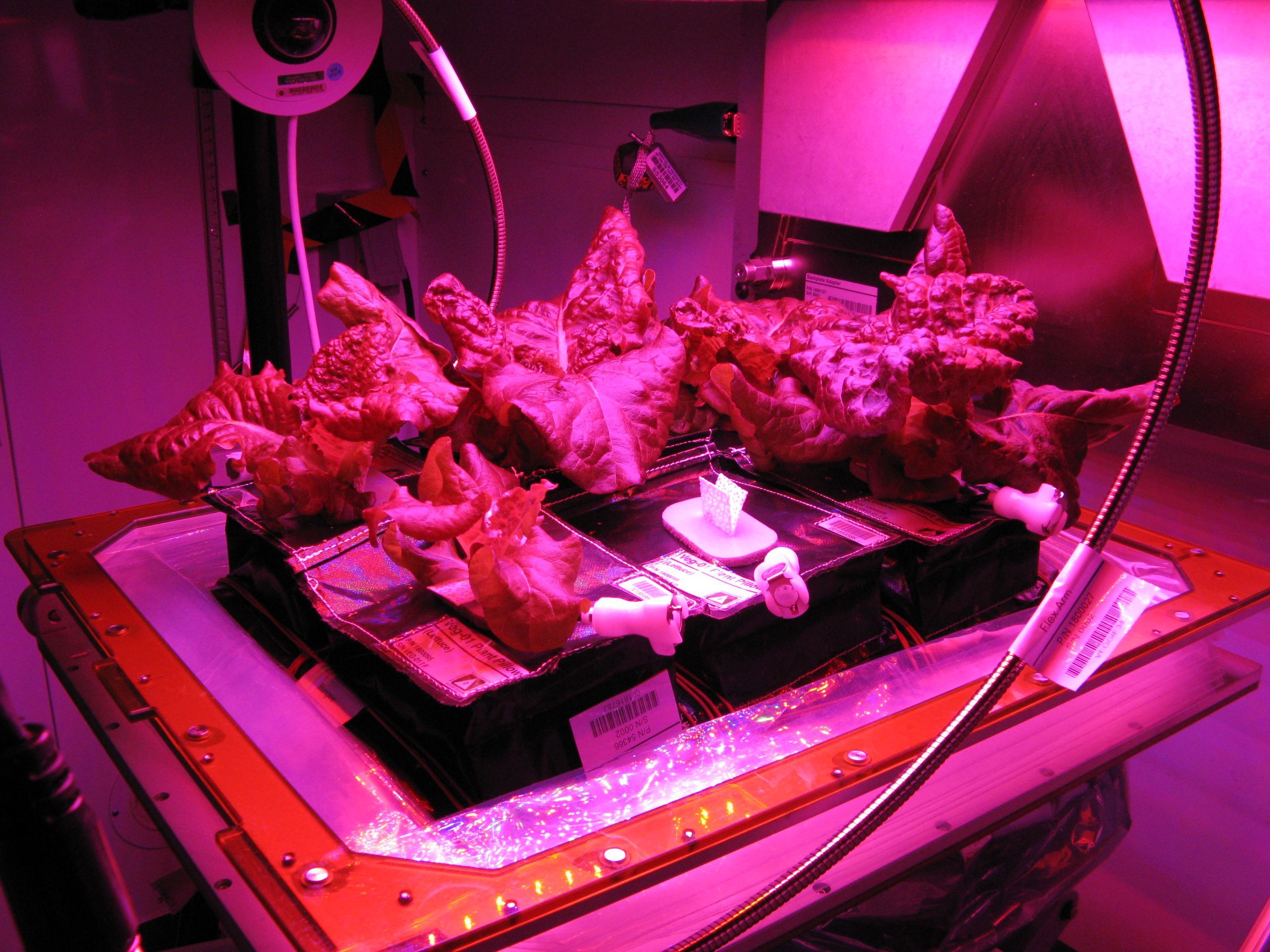 Astronautas logran cultivar vegetales en la Estación Espacial Internacional