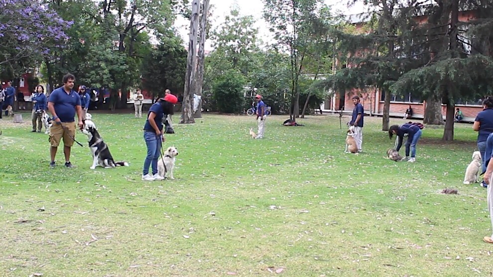 FES Cuautitlán imparte cursos de obediencia básica para canes