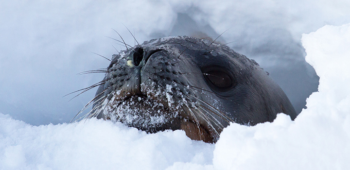 Focas del antártico reclutadas para medir los efectos del cambio climático
