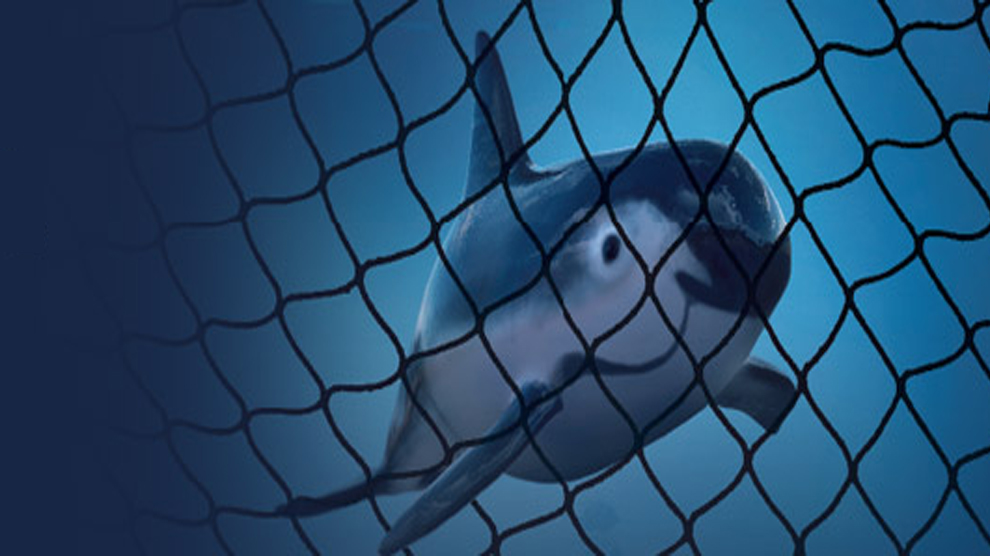 Vaquita marina entre redes: una historia que no debe repetirse