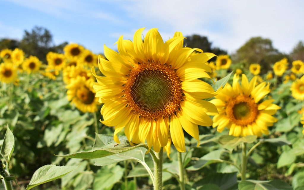 Aprende A Sembrar Girasoles De Manera Efectiva Con Esta T Cnica Unam Global