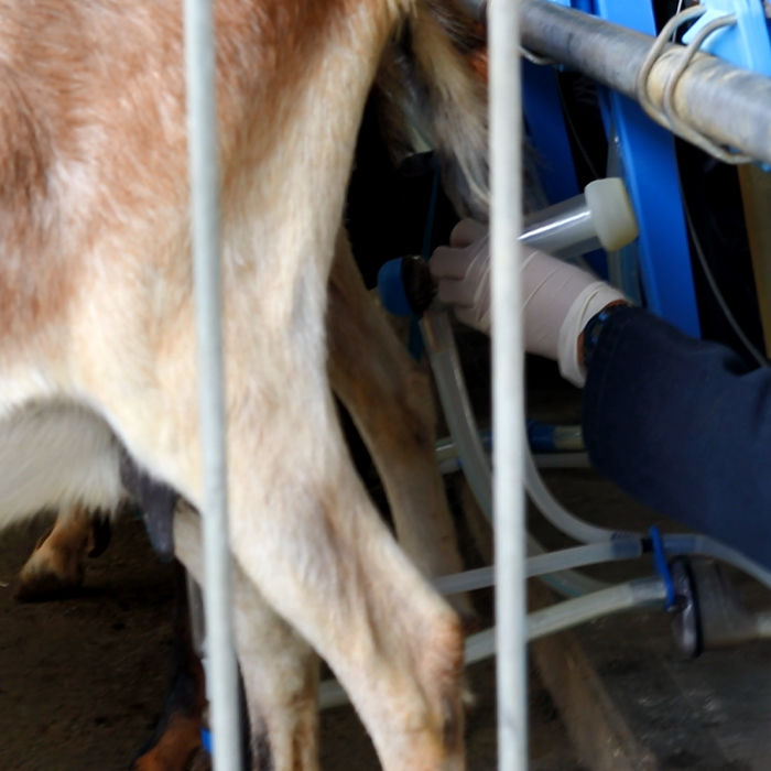 De la UNAM, único centro de salud animal con Certificado de Buenas Prácticas en producción de leche