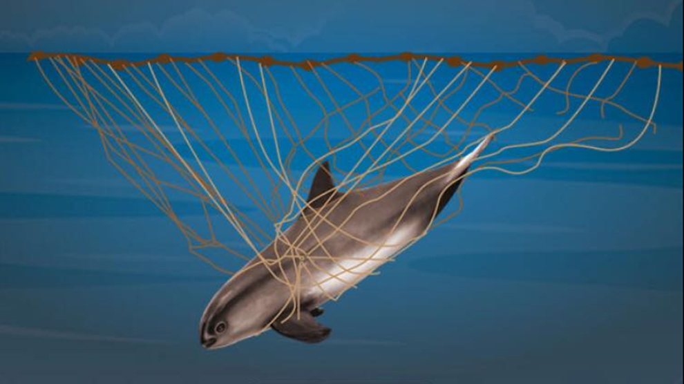 ¿Por qué la vaquita marina se encuentra en grave peligro de extinción?