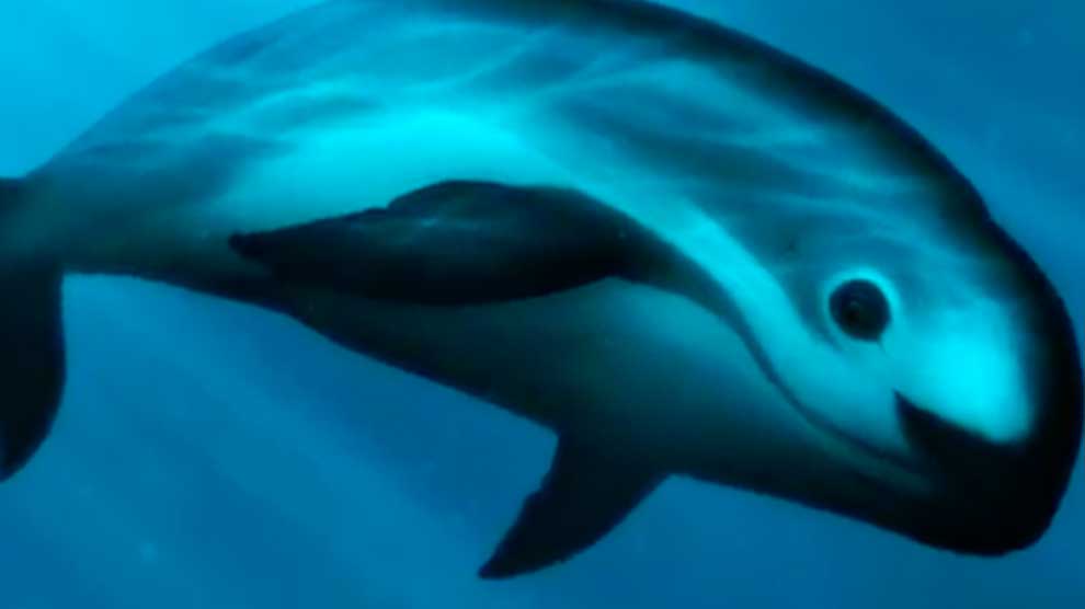 Estamos perdiendo la guerra contra la extinción si desaparece la vaquita marina