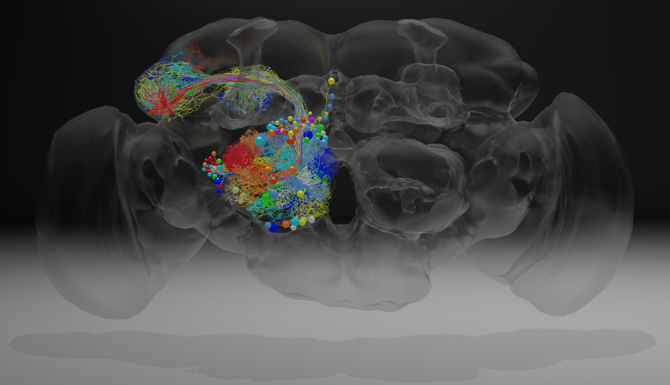 El mapa cerebral más completo del cerebro de una mosca a nanoescala