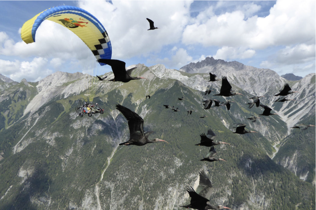 Tras 400 años de ausencia, el Ibis calvo vuelve a los cielos europeos