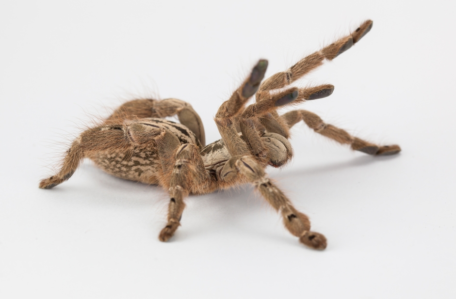 Veneno de araña para tratar una forma grave de epilepsia infantil