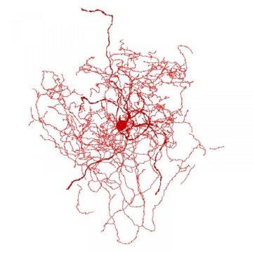 Rosehip-neuron--nuevo-tipo-de-neuronas-UNAMGlobal