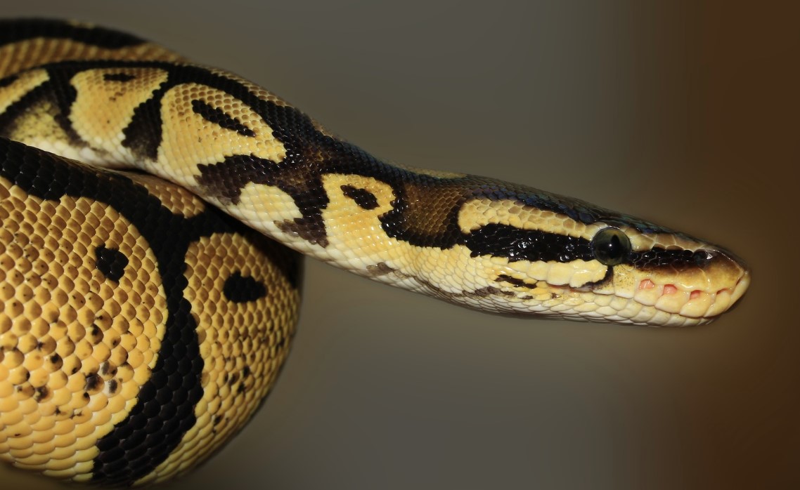 Crea UNAM antiveneno contra mordeduras de serpiente
