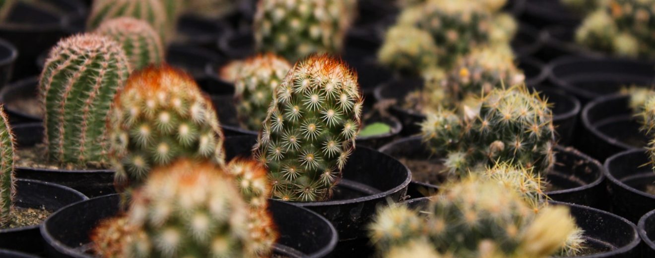 Cactus-plantas-del-futuro-UNAMGlobalR