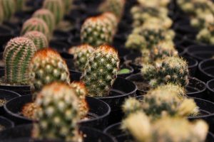 Cactus-plantas-del-futuro-UNAMGlobalR