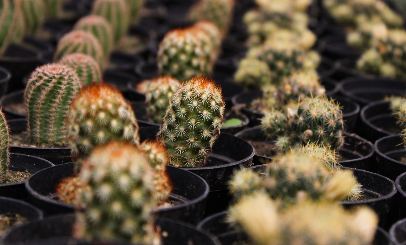Los cactus son las plantas del futuro