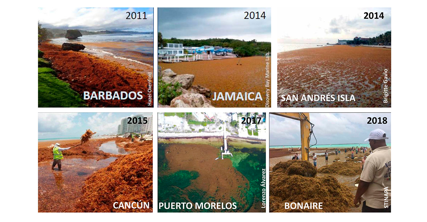 Urge plan de manejo integral del sargazo, desastre natural permanente en el Caribe