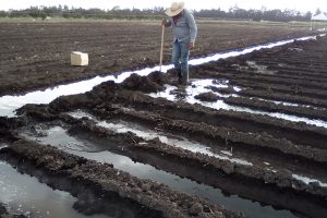 Uso-eficiente-del-agua-en-la-agricultura-portada-UNAMGlobal