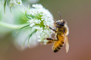 abejas2-reducido-dramáticamente-población-pesticidas-UNAMGlobal