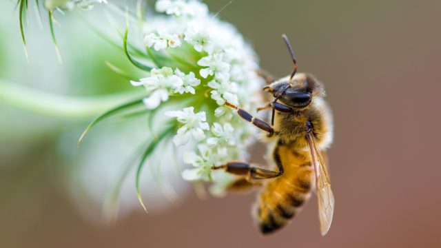 abejas2-reducido-dramáticamente-población-pesticidas-UNAMGlobal