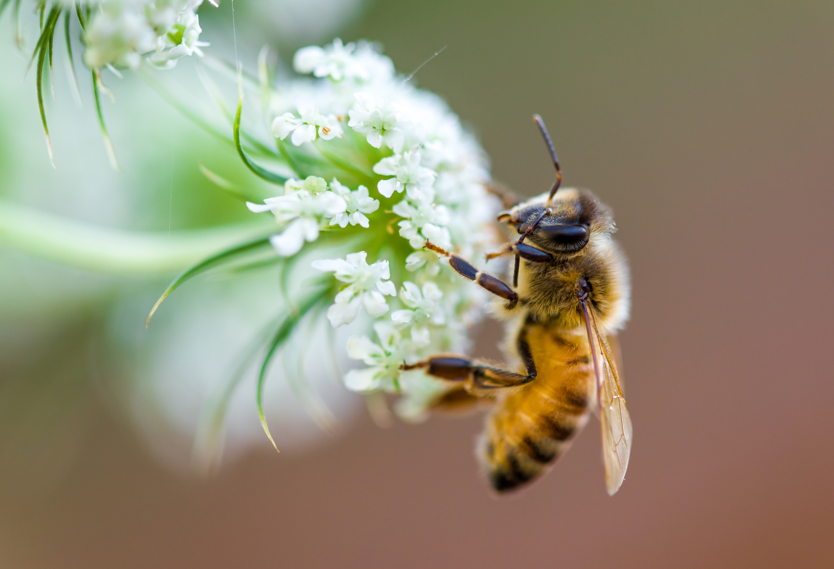 Sin las abejas moriría la mitad de las plantas de la Tierra