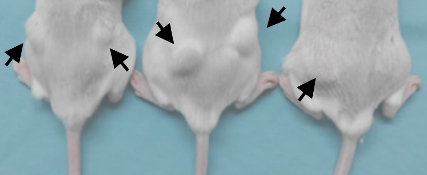 Nanofármaco que elimina selectivamente las células madre metastásicas en modelo animal