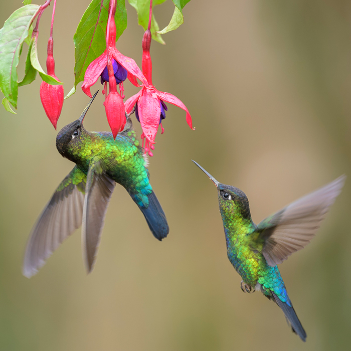 Crea tu propio jardín para colibríes