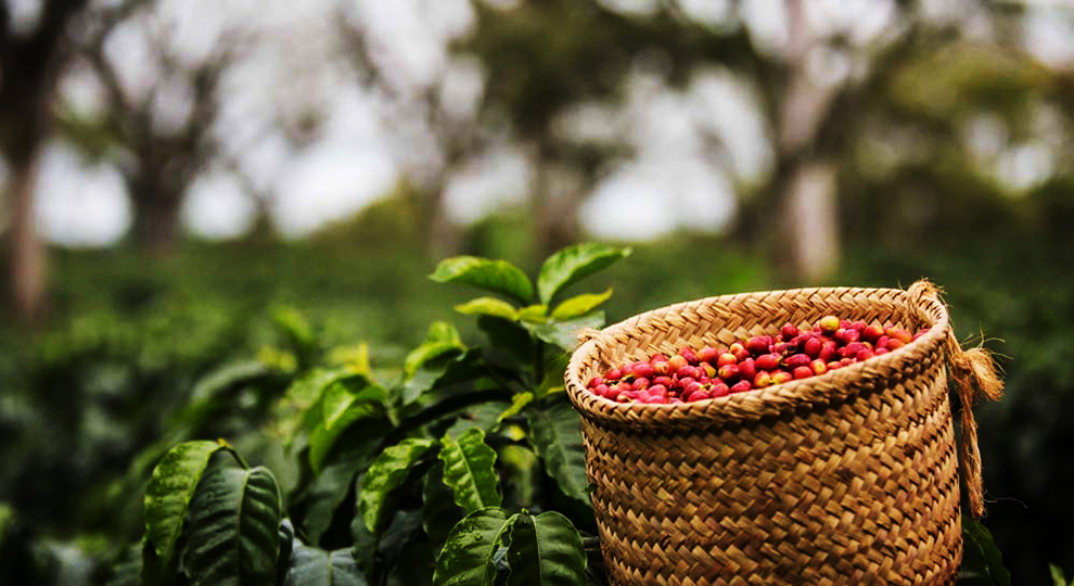 Cambio climático, roya y política afectan al café de Chiapas