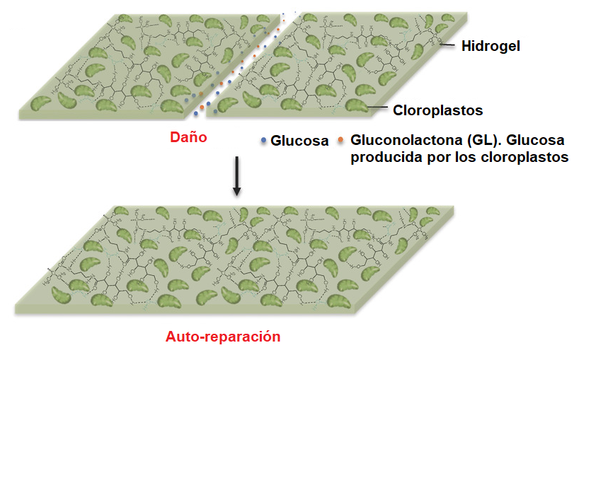 Desarrollan material que puede autorepararse utilizando CO2 del ambiente