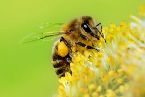 Sin-abejas-moriría-mitad-plantas-2-UNAMGlobalR