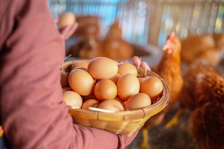 Huevos de gallina con proteínas humanas, un método para producir medicamentos